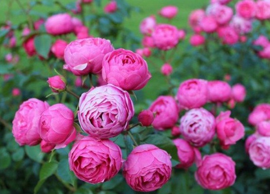 1631854377810343.jpg image.jpg