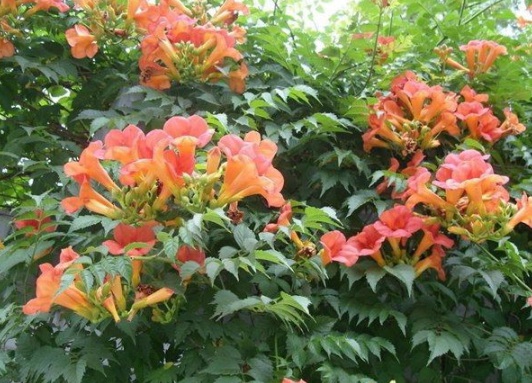 1631854652216889.jpg image.jpg