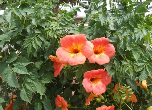 1631854660864139.jpg image.jpg