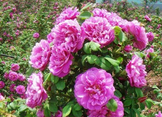 1631854725854637.jpg image.jpg