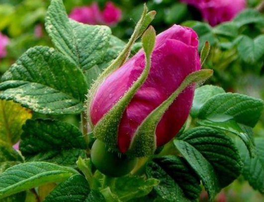 1631854732607342.jpg image.jpg