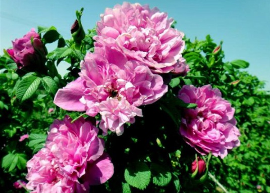 1631854741547037.jpg image.jpg