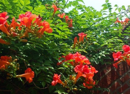 1631854857816662.jpg image.jpg