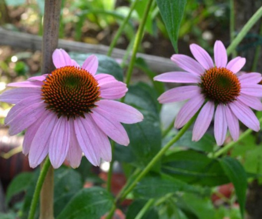 1631855235467010.jpg image.jpg