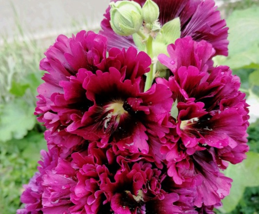 1631855413619232.jpg image.jpg