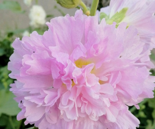 1631855447612088.jpg image.jpg