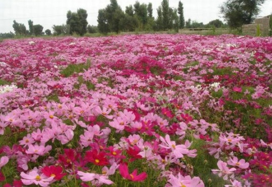 1631855659847649.jpg image.jpg