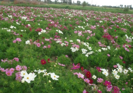 1631855670877543.jpg image.jpg