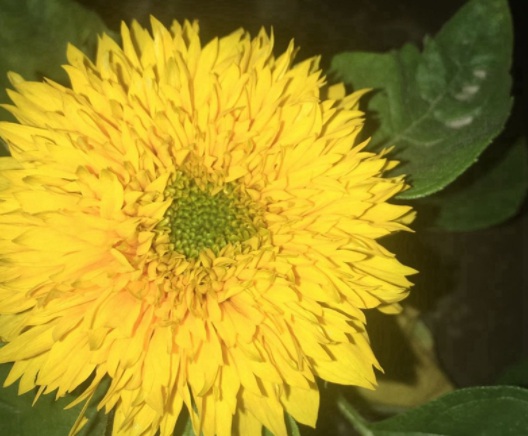 1631855743686374.jpg image.jpg