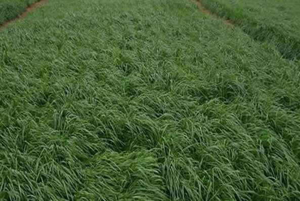 1631859739957539.jpg image.jpg