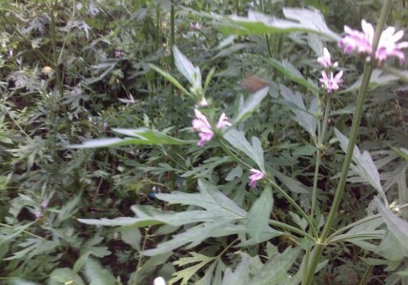 1631861873805560.jpg image.jpg