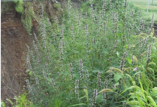 1631861892311603.jpg image.jpg