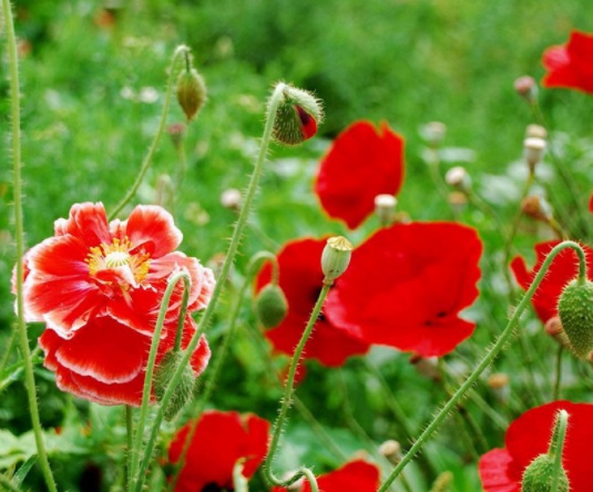 1631865264975252.jpg image.jpg