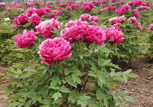 1631866527912878.jpg image.jpg