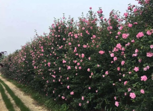 1631867490589106.jpg image.jpg