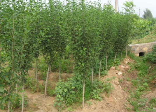 1631867506180162.jpg image.jpg