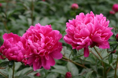 1631885834290697.jpg 1631885834290697.jpg