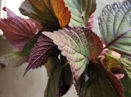 1631888716862463.jpg 1631888716862463.jpg