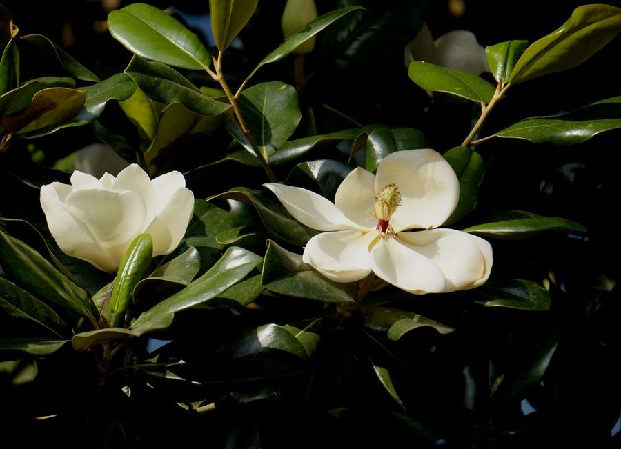 1631889843378900.jpg 1631889843378900.jpg