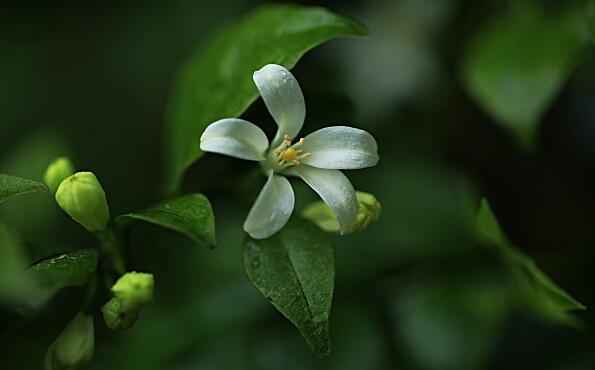 1631959167225477.jpg 1631959167225477.jpg