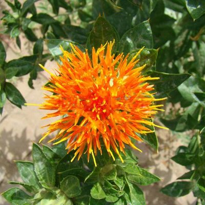 1631969409761041.jpg 1631969409761041.jpg