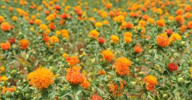 1631969432883746.jpg 1631969432883746.jpg