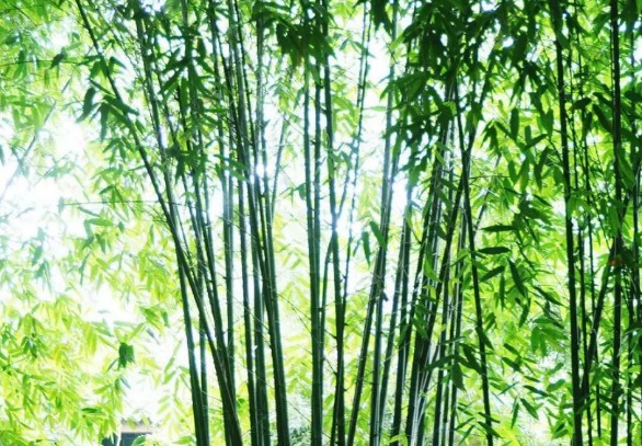 1632269636850807.jpg image.jpg