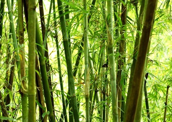 1632271811806602.jpg image.jpg