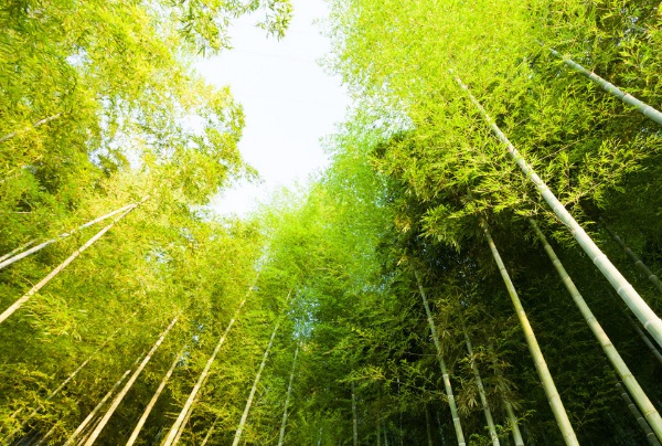 1632271837265971.jpg image.jpg