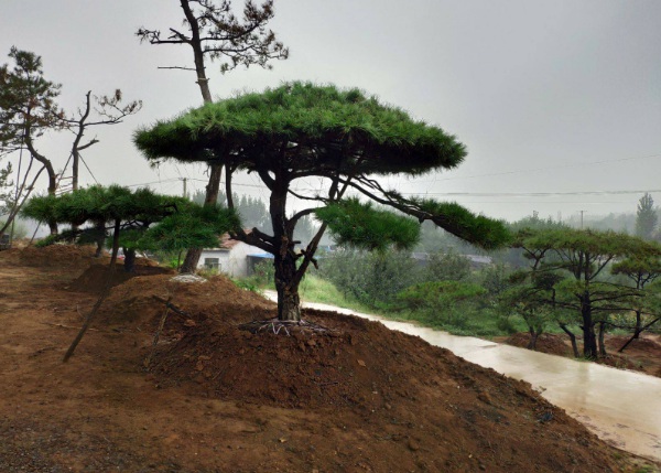 1632272368896920.jpg image.jpg