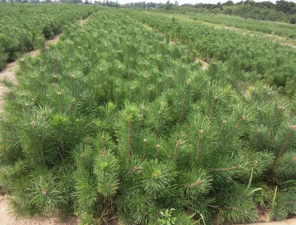 1632272394432994.jpg image.jpg