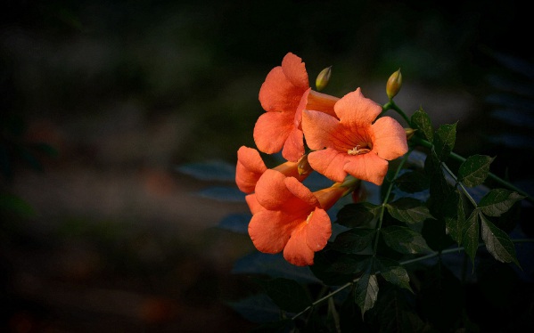 1632272460373805.jpg image.jpg