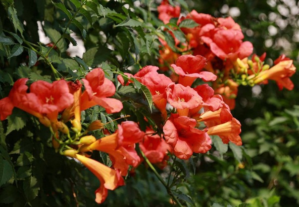 1632272844913672.jpg image.jpg