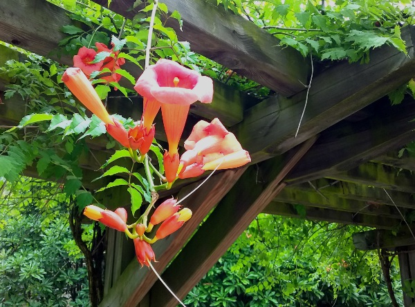 1632273440385768.jpg image.jpg