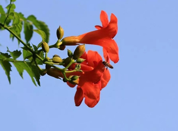 1632273454738052.jpg image.jpg