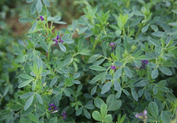 1632273758141830.jpg image.jpg