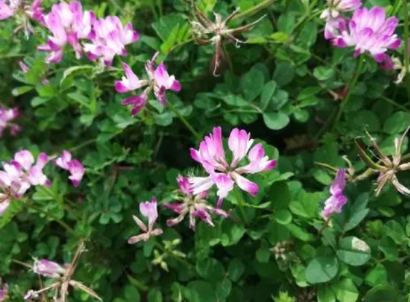 1632273770264351.jpg image.jpg