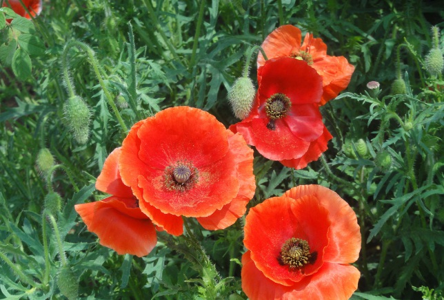 1632278661905994.jpg 1632278661905994.jpg