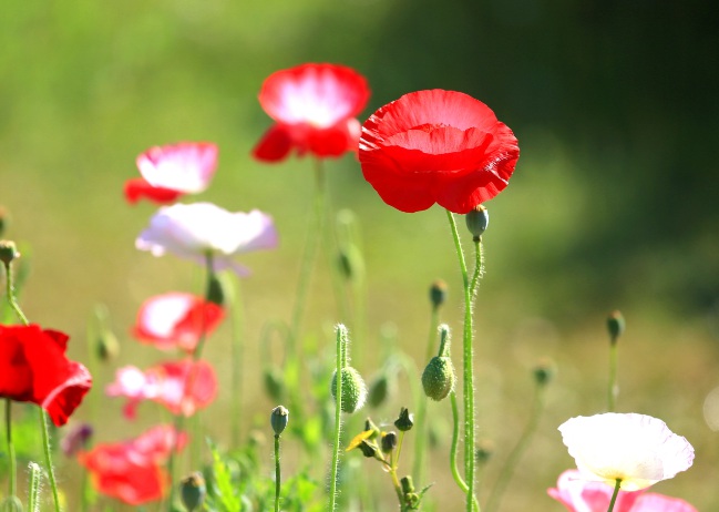 1632278670248331.jpg 1632278670248331.jpg