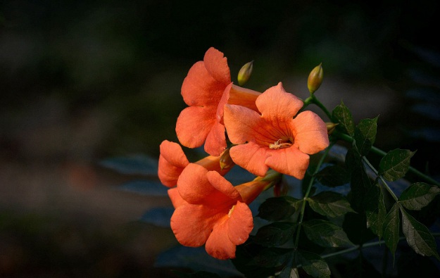 1632280585293385.jpg 1632280585293385.jpg