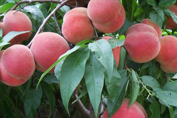 1632281392232727.jpg 1632281392232727.jpg