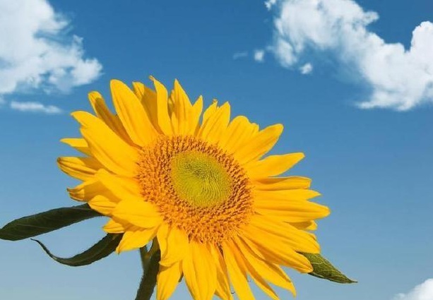 1632285160439672.jpg image.jpg