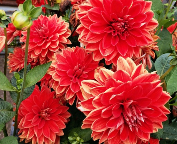 1632286175500136.jpg image.jpg