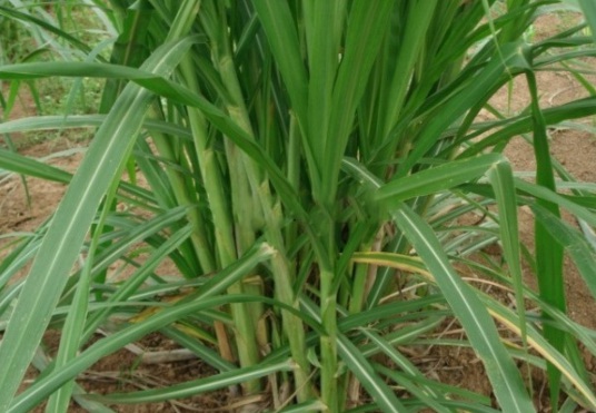 1632288456157271.jpg image.jpg