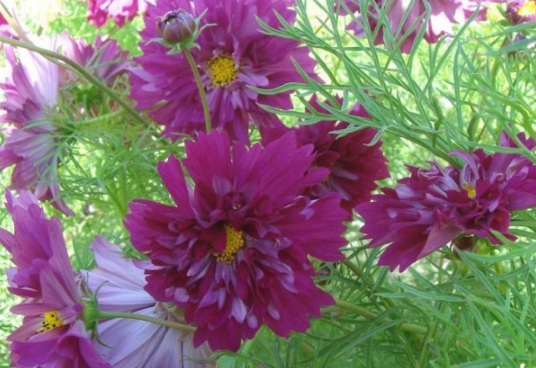 1632289252327399.jpg image.jpg