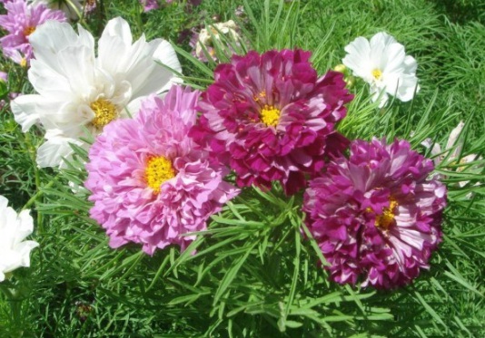 1632289261872651.jpg image.jpg