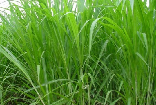 1632289418592070.jpg image.jpg