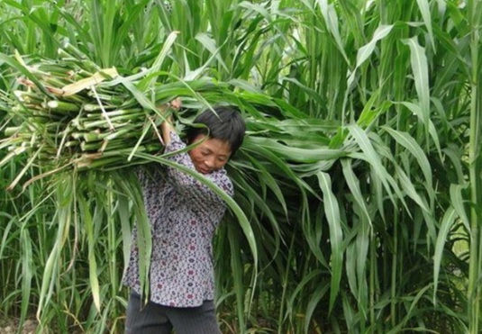 1632289559867645.jpg image.jpg