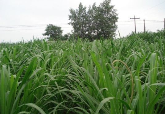 1632289667598559.jpg image.jpg