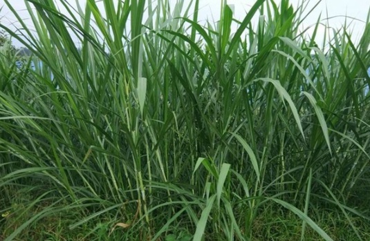 1632289790963832.jpg image.jpg